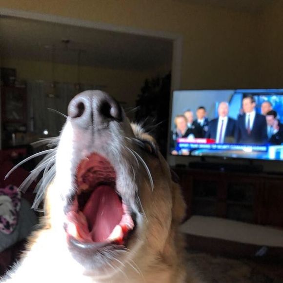 Meet your Posher, Gretchen - Picture 1 of 1